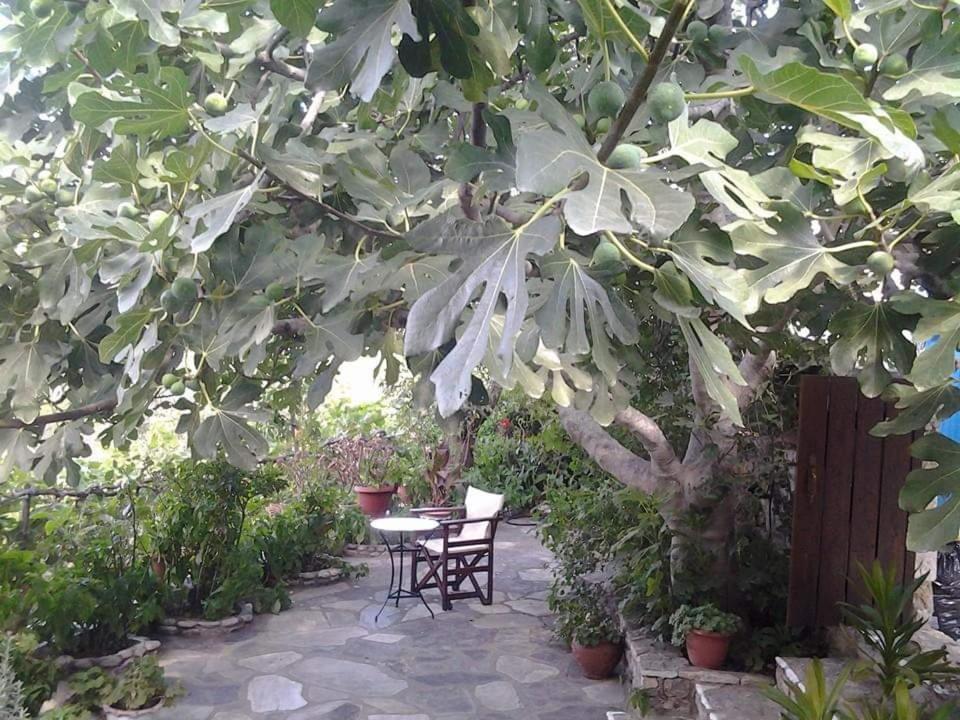 Villa Panayiota Alónnisos 外观 照片